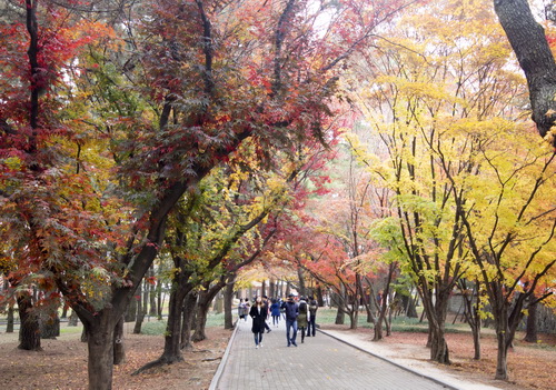 Trải nghiệm du lịch Hàn Quốc mùa thu